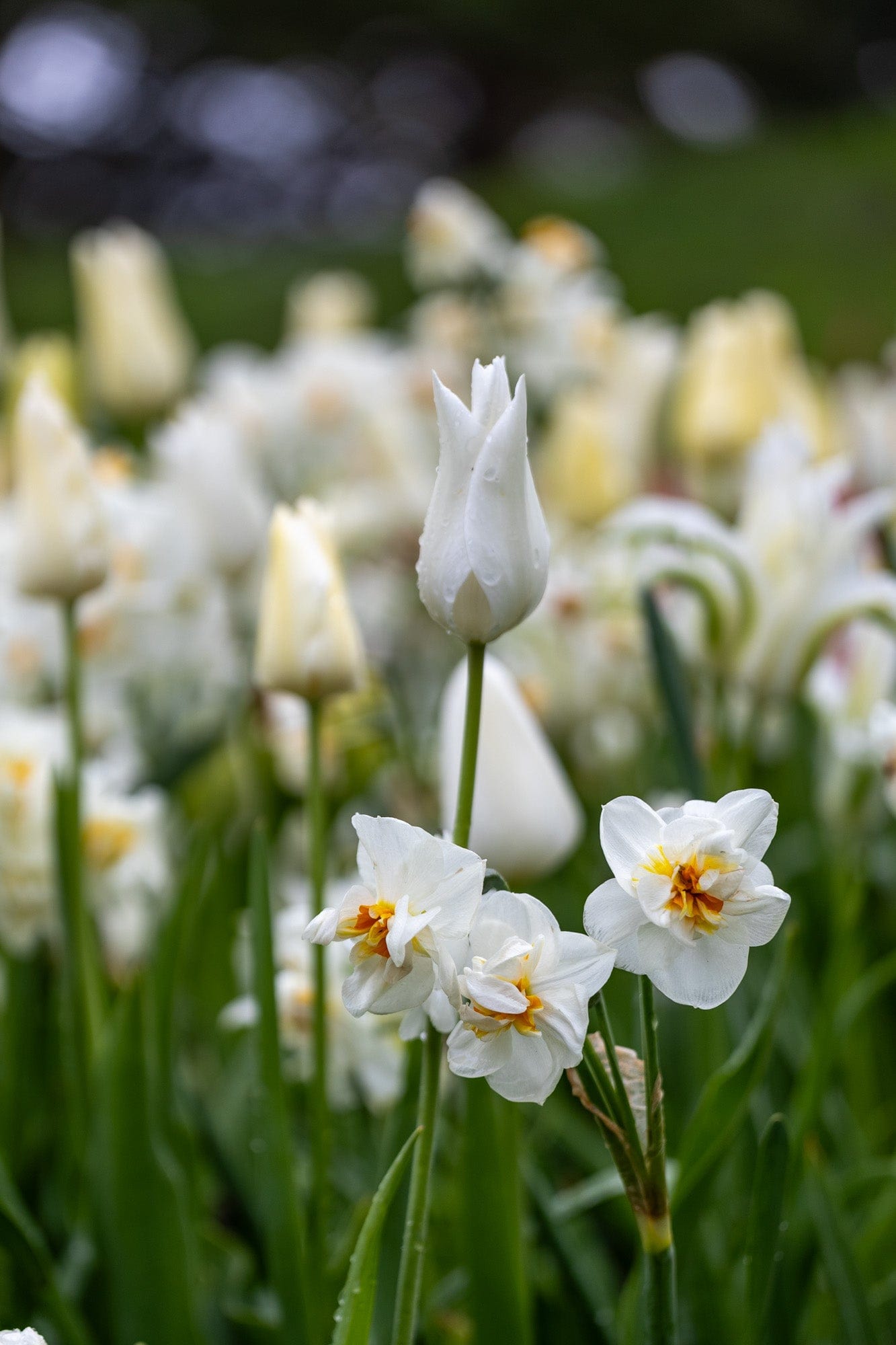 Ivory' - lökblandning